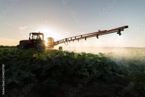 Farmer on a tractor with a sprayer makes fertilizer for young vegetable
