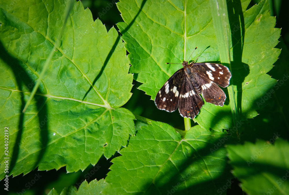 Fototapeta premium Pretty butterfly on the green leaf
