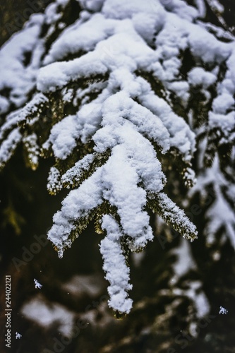 branches covered with snow © sumit