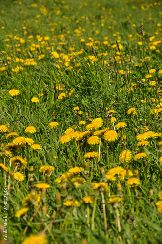 Taraxacum, common dandelion, A field of dandelions in in Poland © Marcin