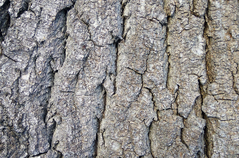 Old grey tree bark relief texture background. Close up photography Old grey tree bark relief texture background. Close up photography
