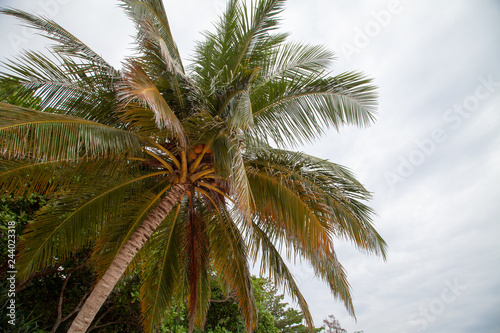 palm tree with coconuts against the sky