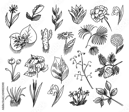 Floral collection with leaves , branches, flowers. Set of vector sketches isolated on white background