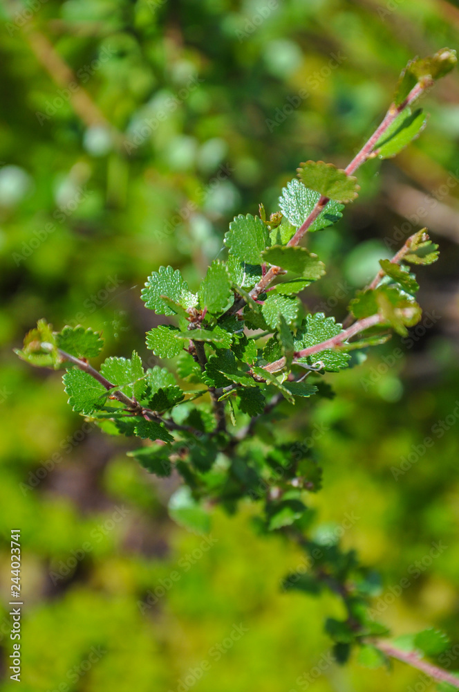 Dwarf birch - Betula nana -on swamps - Syberia Dwarf birch - Betula nana -on swamps - Syberia