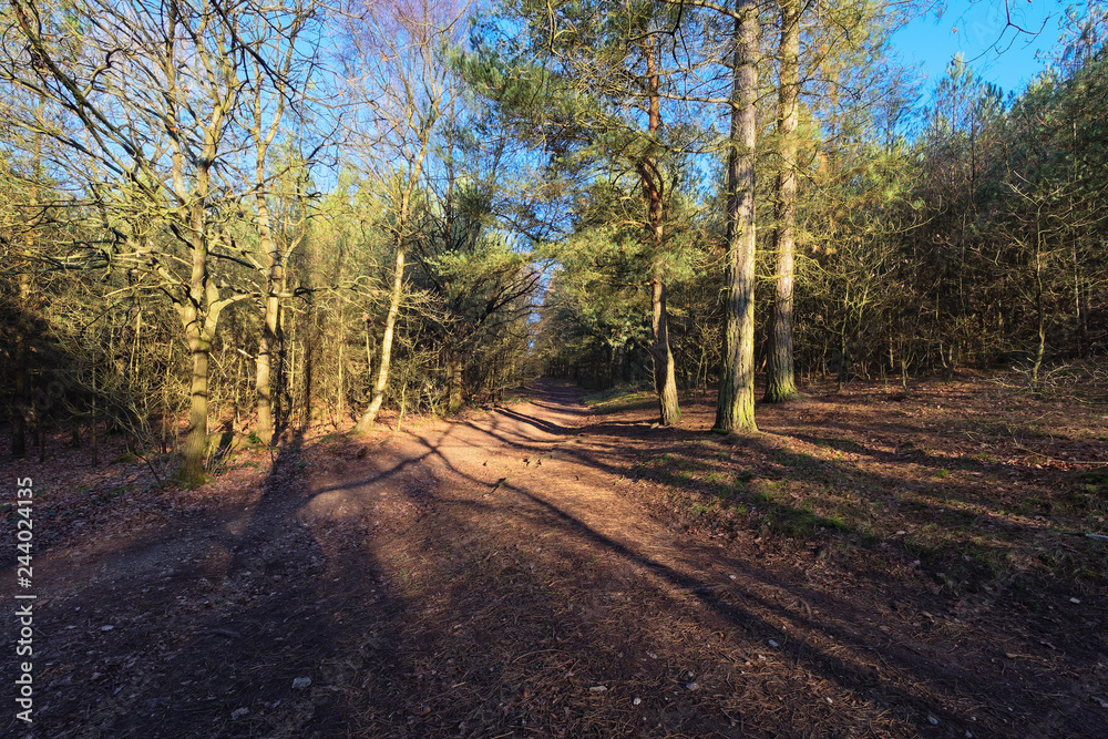 Woodland footpaths cross in the bright winter sunshine Woodland footpaths cross in the bright winter sunshine