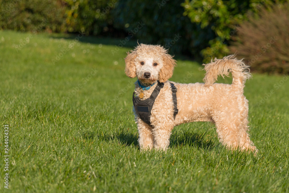 Portrait of poochon puppy wearing black harness standing with tail up on green grass in a park  and looking into the camera