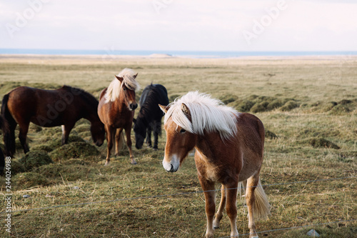 Fototapeta Naklejka Na Ścianę i Meble -  Portrait of a brown Icelandic horse on a meadow