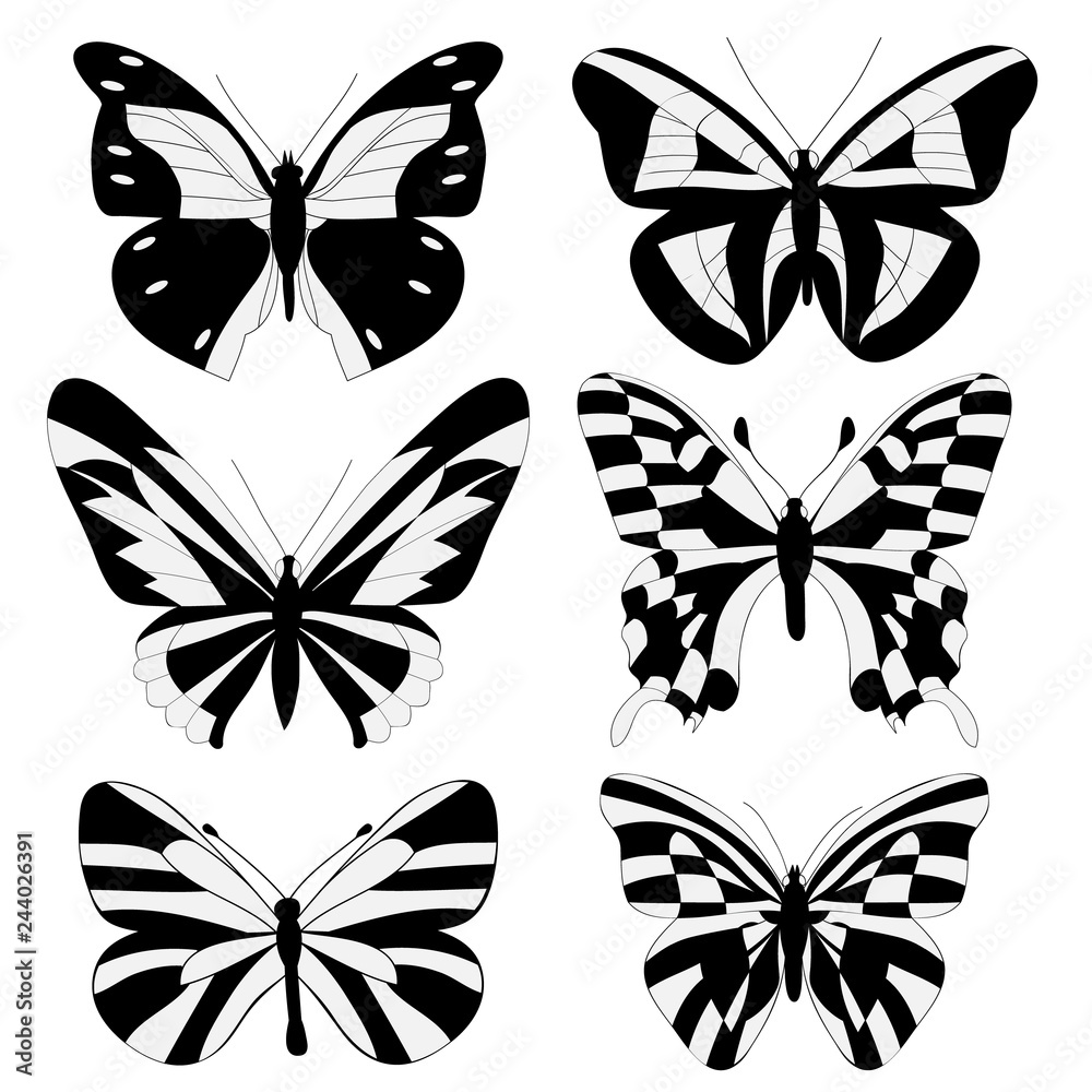 Fototapeta premium isolated, black and white butterfly silhouette
