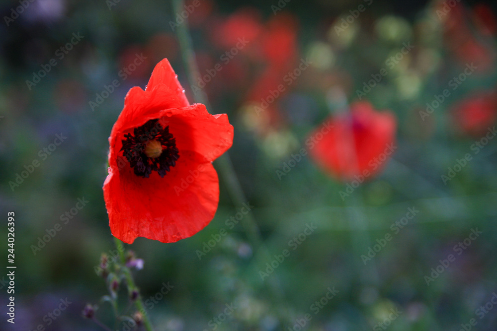 Red poppy flowers in the fields Red poppy flowers in the fields