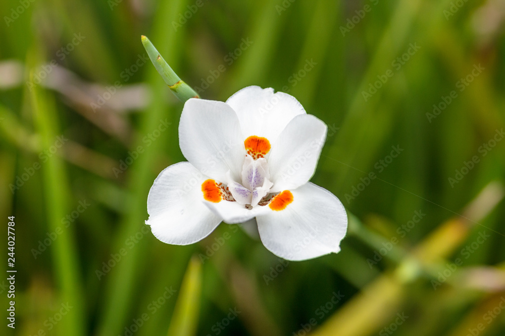 white flower on green background