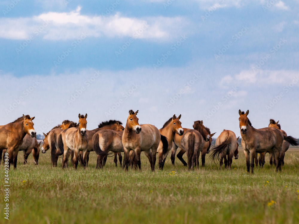 Obraz premium Przewalski's horses in the prairie