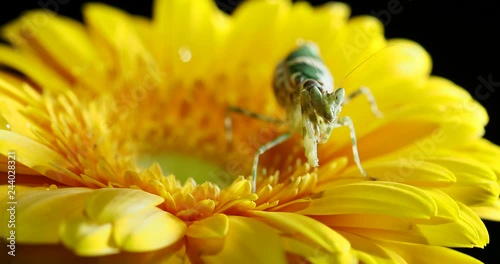 Creobroter meleagris mantis sitting on yellow flower. photo