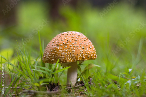 toadstool growing in coniferous forest