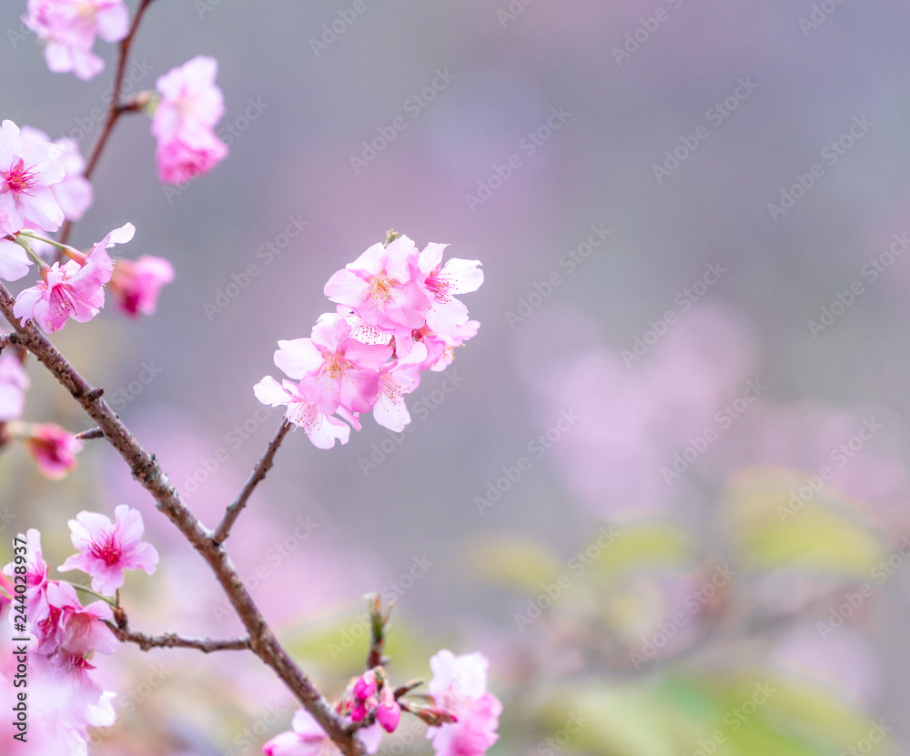 Beautiful cherry blossoms sakura tree bloom in spring over the blue sky, copy space, close up. Beautiful cherry blossoms sakura tree bloom in spring over the blue sky, copy space, close up.