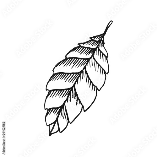 leaf vector doodle sketch isolated on white background