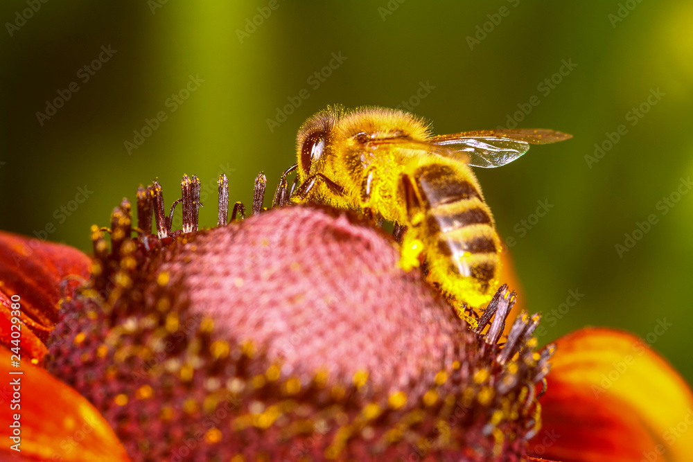 Φωτογραφία Honey bee pollinating rudbeckia flowers on a warm summer day