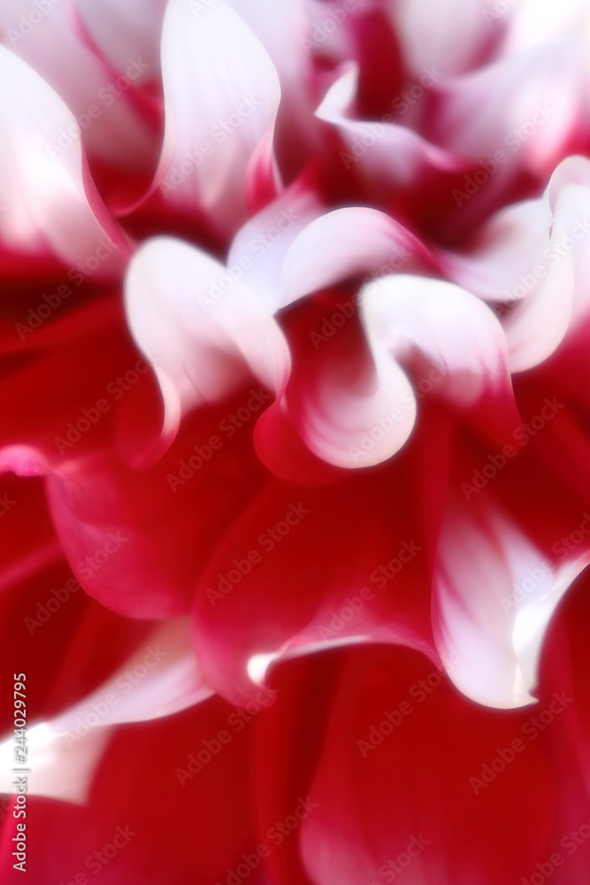 ダリア_花びらアップ_ソフトフォーカスイメージ ダリア_花びらアップ_ソフトフォーカスイメージ