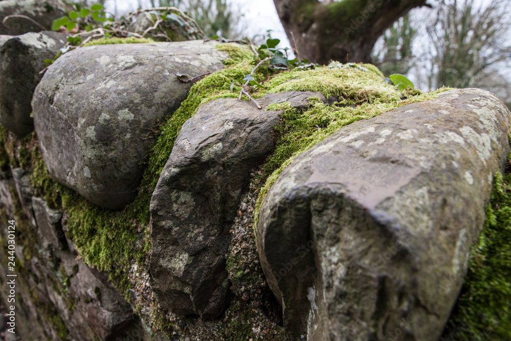 rocks with moss