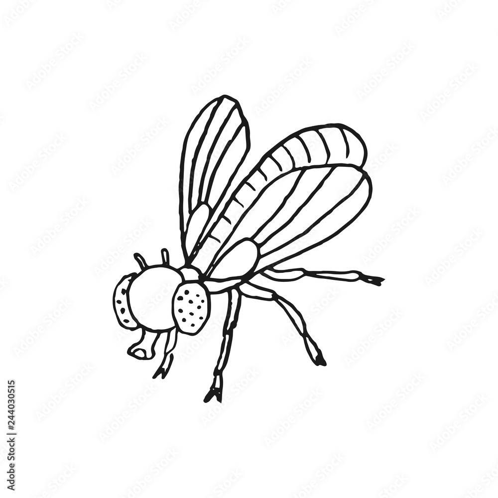 fly vector doodle sketch isolated on white background fly vector doodle sketch isolated on white background