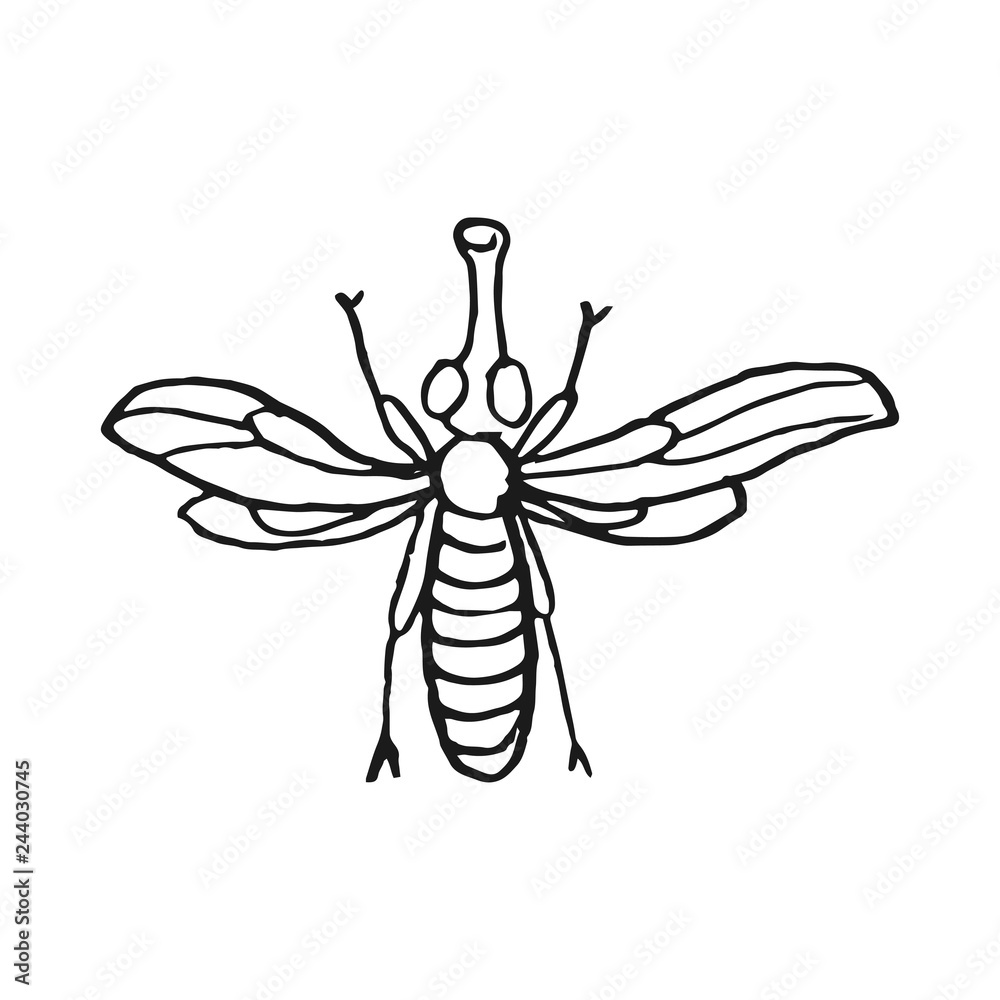 Obraz premium fly vector doodle sketch isolated on white background