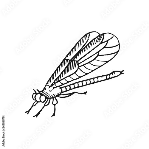 dragonfly vector doodle sketch isolated on white background