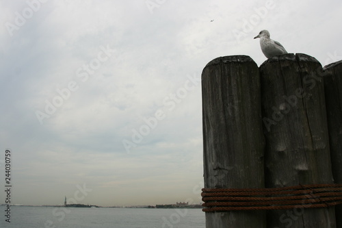 Vista con gabbiano accovacciato sul molo di New York, con statua della libertà sullo sfondo photo