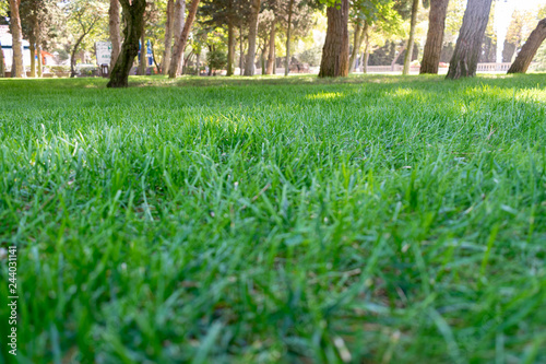 Beautiful park scene in public park with green grass field