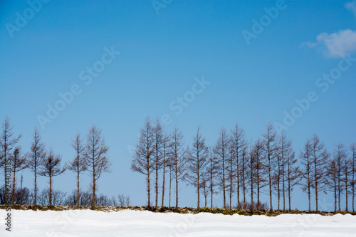 Wallpaper Mural 冬のカラマツ並木と青空 Torontodigital.ca