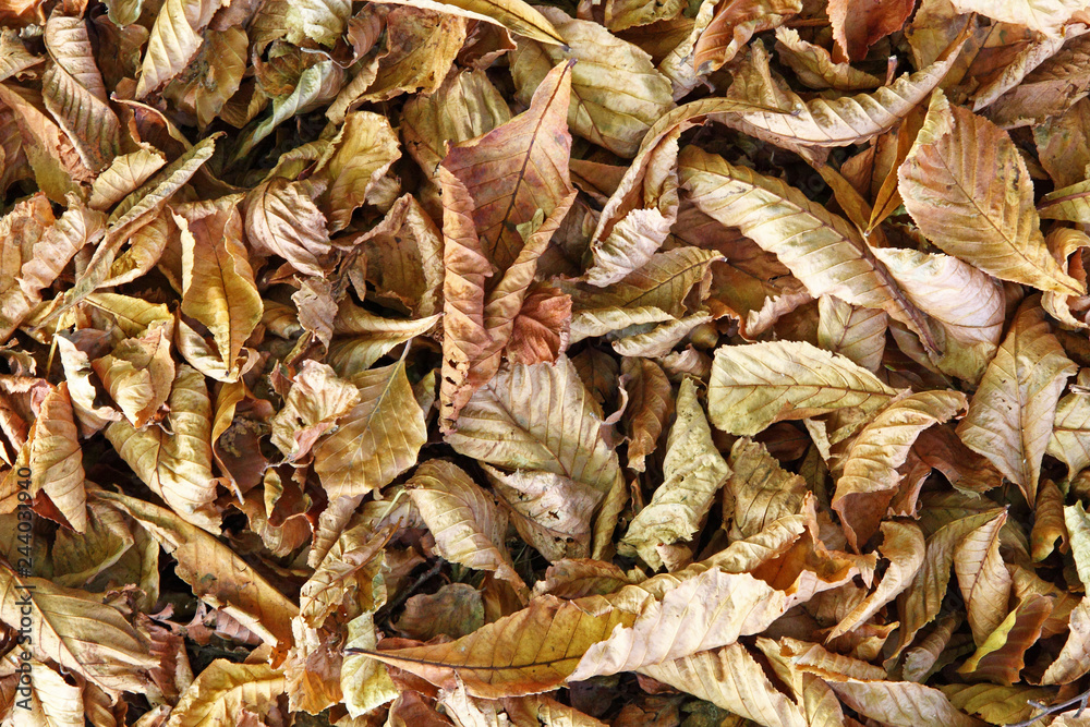 Autumn leaves providing a natural carpet in a UK park Autumn leaves providing a natural carpet in a UK park
