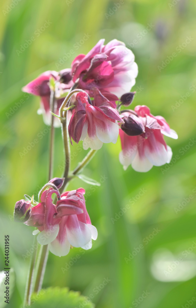close on beautiful pink columbine flower blossoming in a garden close on beautiful pink columbine flower blossoming in a garden