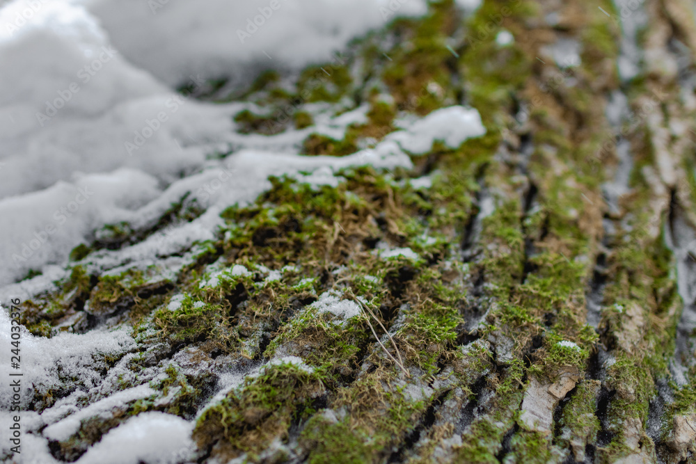 moss on tree moss on tree
