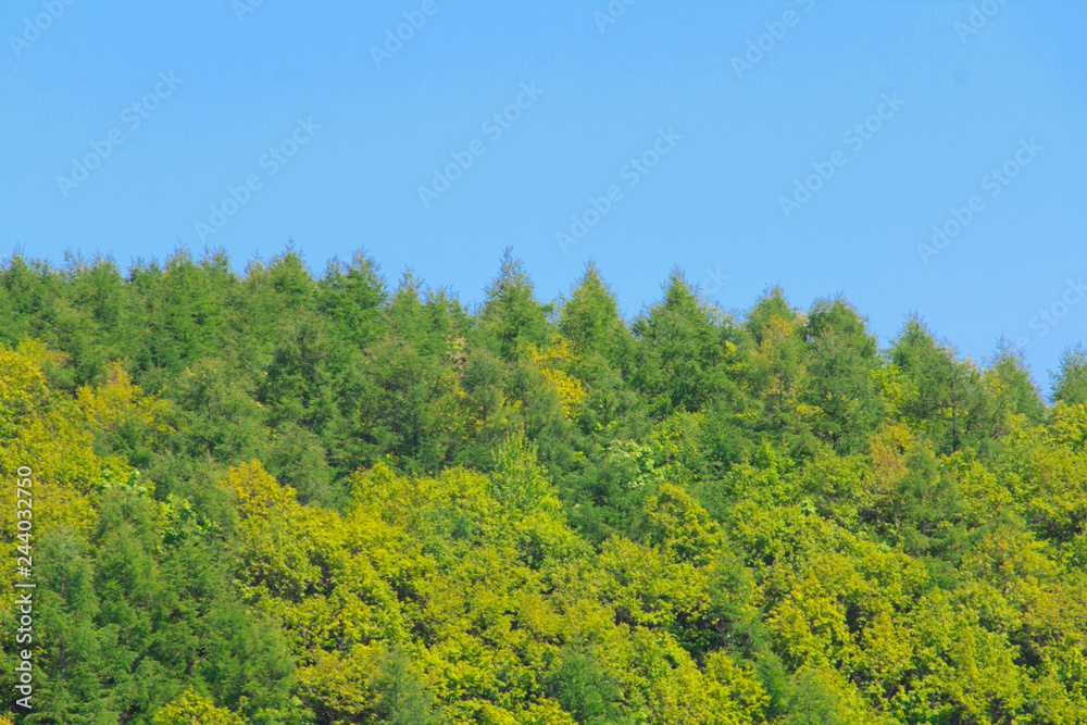 Green forest and blue sky