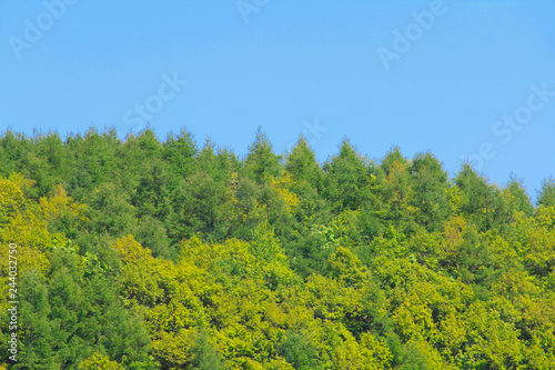 Fototapeta Naklejka Na Ścianę i Meble -  Green forest and blue sky