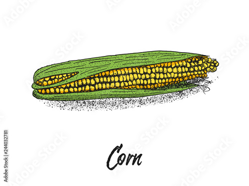 Corn, Maize or zea mays, vintage sketch. Colorful illustration with corn on a white background. Illustration, vector, isolated.