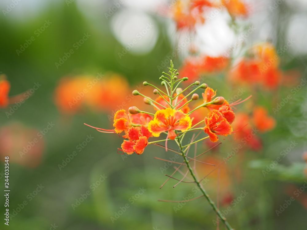 Orange Flower Delonix regia Flam boyant The Flame Tree Royal Poinciana Orange Flower Delonix regia Flam boyant The Flame Tree Royal Poinciana