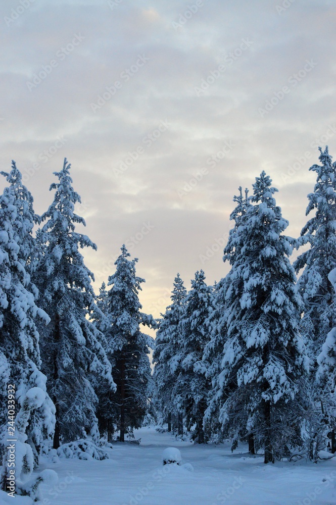 Short time of daylight in Northern Finland in Christmas time. Blue hour. Snow-covered spruces.