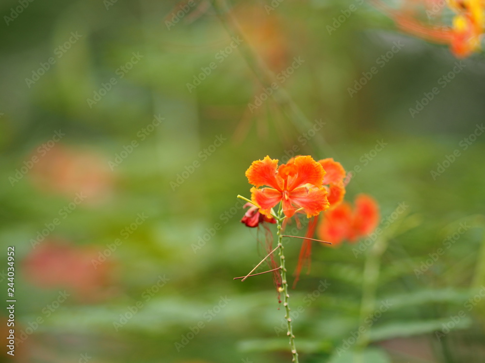 Orange Flower Delonix regia Flam boyant The Flame Tree Royal Poinciana Orange Flower Delonix regia Flam boyant The Flame Tree Royal Poinciana