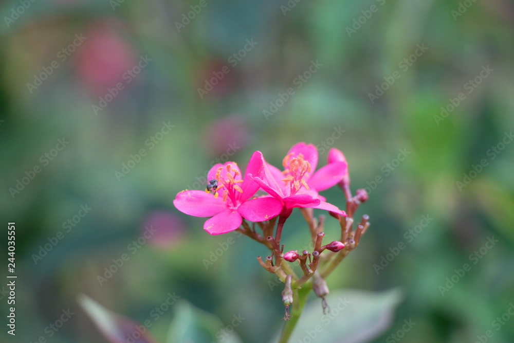 Close up pink Jatropha integerrima flower in the garden.Commonly known as peregrina or spicy jatropha.Beautiful pink flower in nature background. Close up pink Jatropha integerrima flower in the garden.Commonly known as peregrina or spicy jatropha.Beautiful pink flower in nature background.