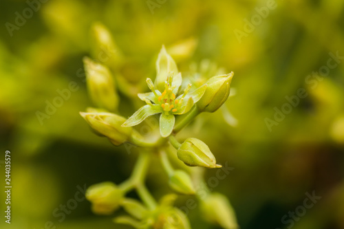 Avocado flower blooming (persea americana)