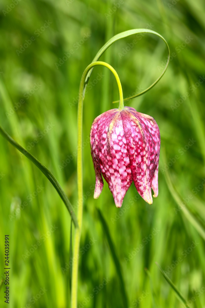 Snakes head fritillary flower growing in a meadow Snakes head fritillary flower growing in a meadow
