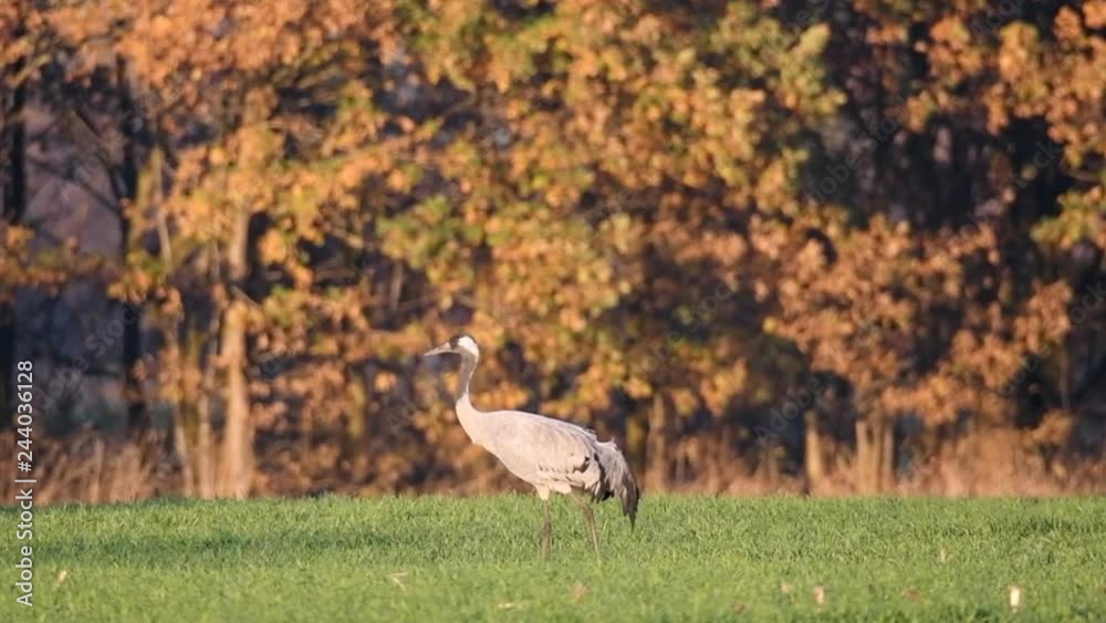 Common Cranes or Eurasian Cranes (Grus Grus) birds resting and feeding in a field during migration. Other cranes are landing in slow motion. Common Cranes or Eurasian Cranes (Grus Grus) birds resting and feeding in a field during migration. Other cranes are landing in slow motion.