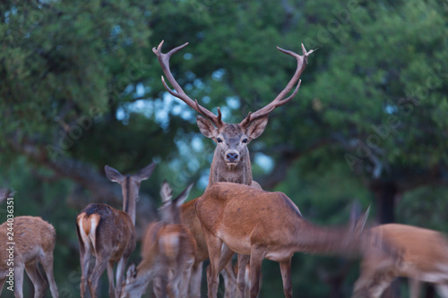 Berrea - Deer rut, Rutting period, CIERVO COMUN - RED DEER (Cervus elaphus), Cork oak forest, Mediterranean forest, Sierra de San Pedro, Cáceres, Extremadura, Spain, Europe photo