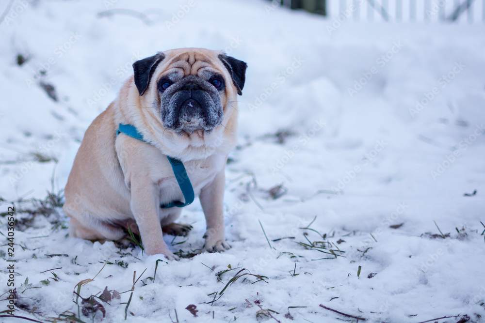sad pug dog sitting alone in the snow. concept of abandoned, lost dogs.