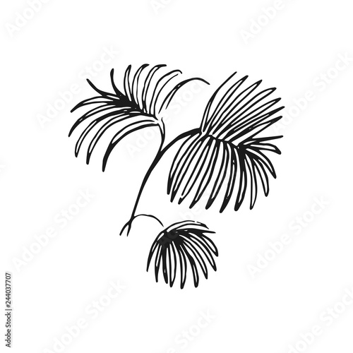 palm leaves vector doodle sketch isolated on white background
