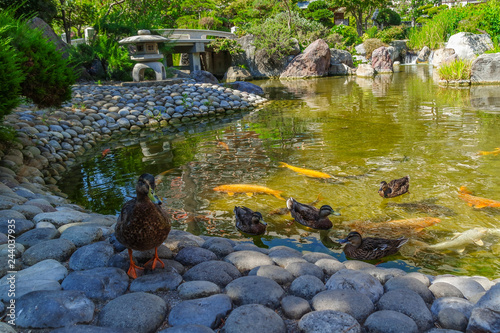 Obraz na płótnie Japanese garden near Monte Carlo, Principality of Monaco w salonie
