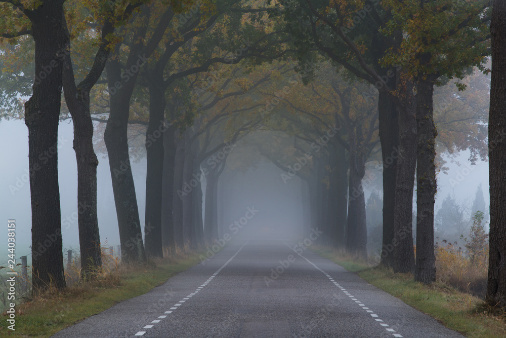 Foggy tree street