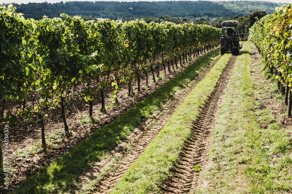 View along rows of vines on a vineyard with tractor in the distance. View along rows of vines on a vineyard with tractor in the distance.