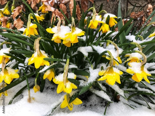 yellow spring flowers in the garden, covered with fresh snow photo