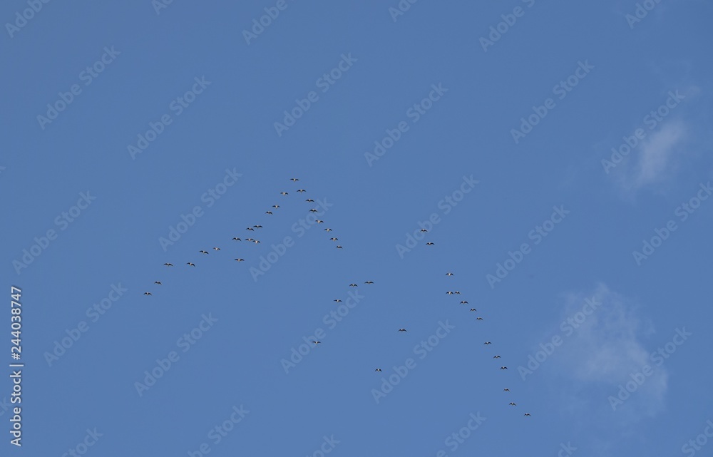 Birds fly far away in the sky against a blue background Birds fly far away in the sky against a blue background