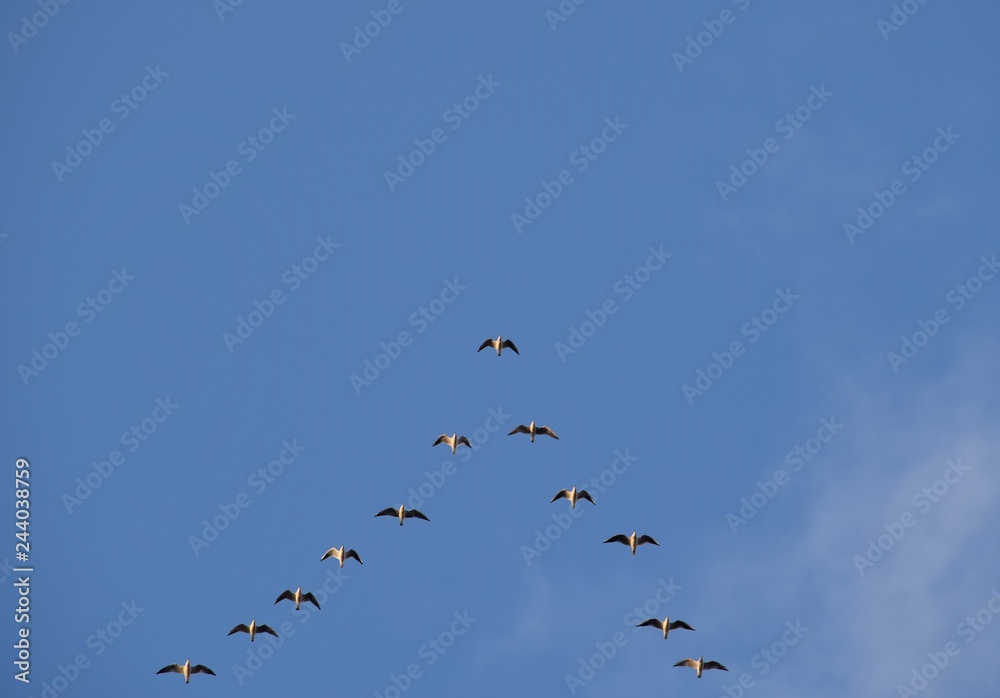 Birds fly far away in the sky against a blue background